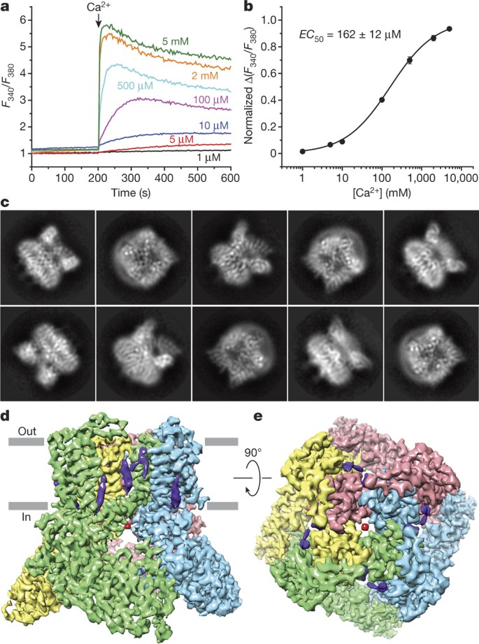 Opening Of The Human Epithelial Calcium Channel Trpv6 Nature