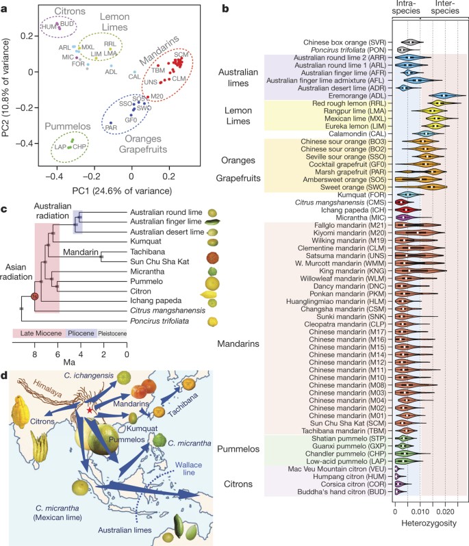 Genomics Of The Origin And Evolution Of Citrus Nature