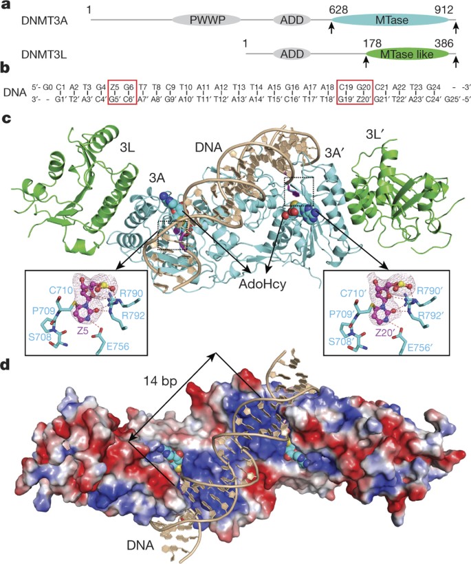 Structural Basis For Dnmt3a Mediated De Novo Dna Methylation Nature