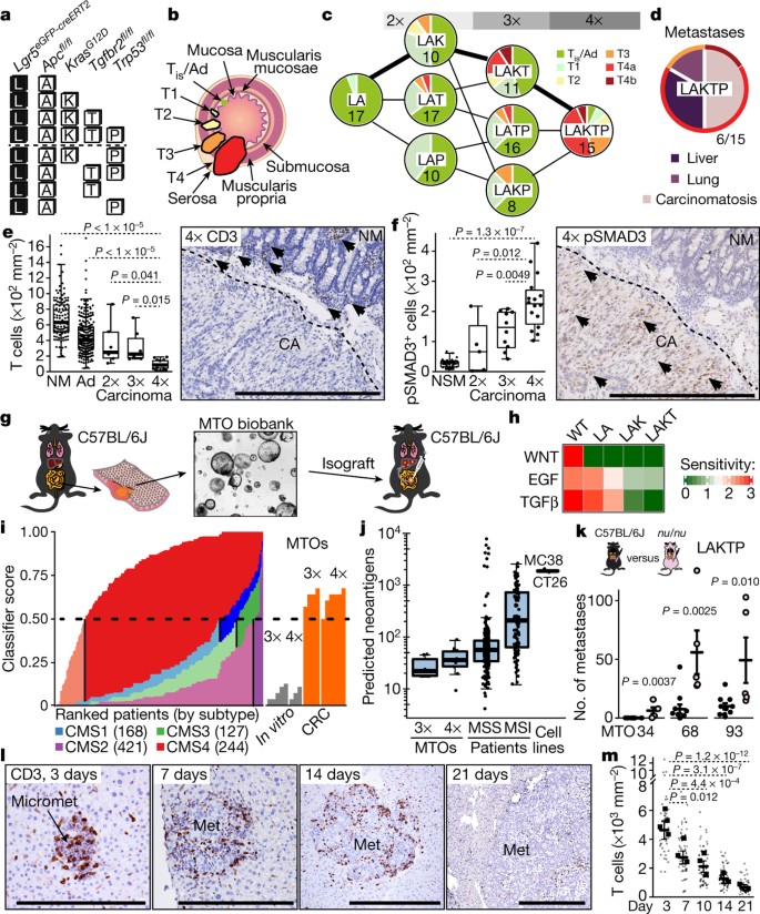 Tgfb Drives Immune Evasion In Genetically Reconstituted Colon Cancer Metastasis Nature Tgfb Drives Immune Evasion In Genetically Reconstituted Colon Cancer Metastasis Nature