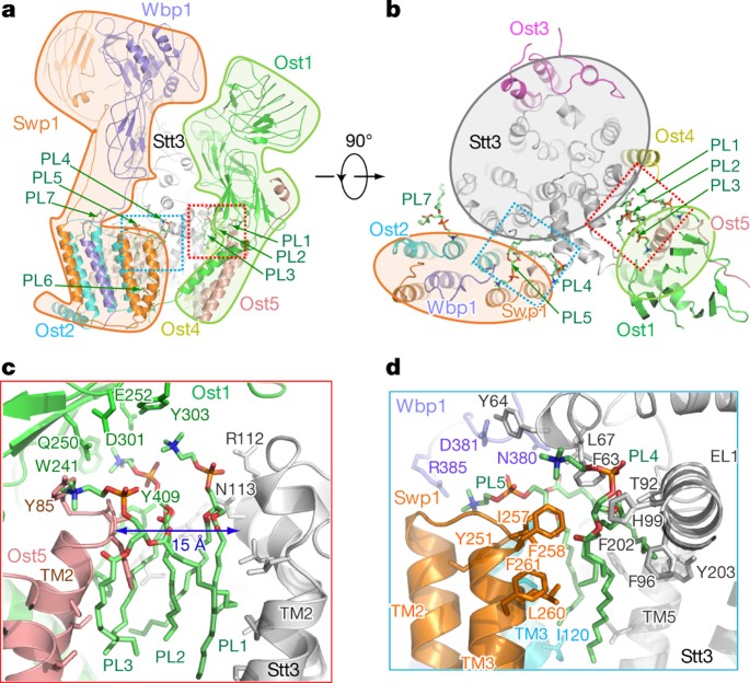 The Atomic Structure Of A Eukaryotic Oligosaccharyltransferase Complex Nature