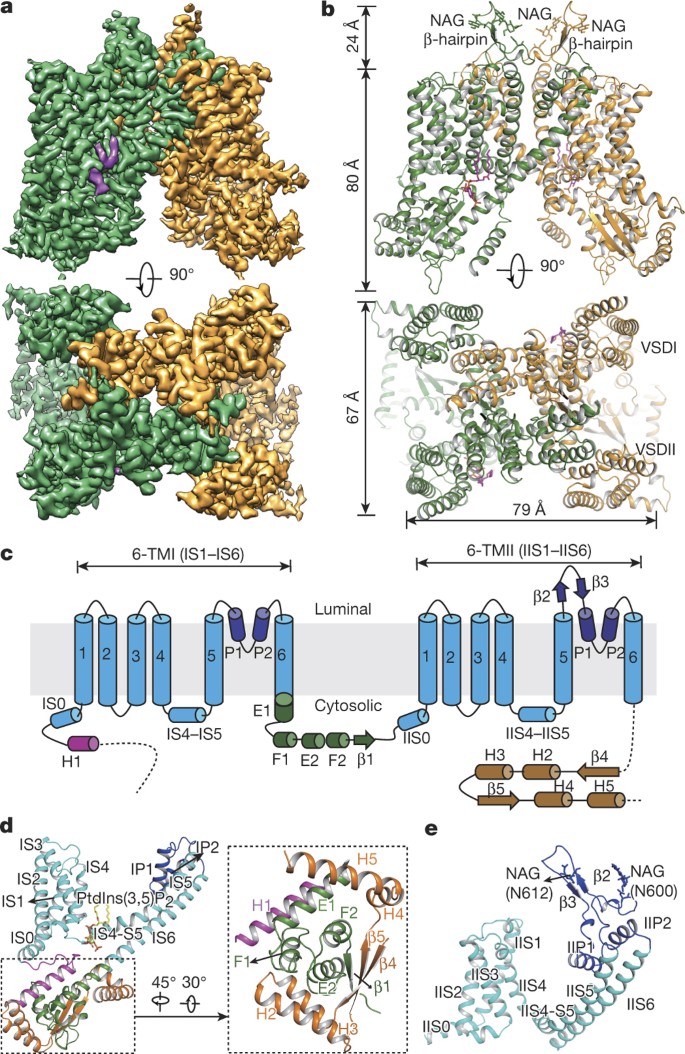 Structural Insights Into The Voltage And Phospholipid Activation Of The Mammalian Tpc1 Channel Nature