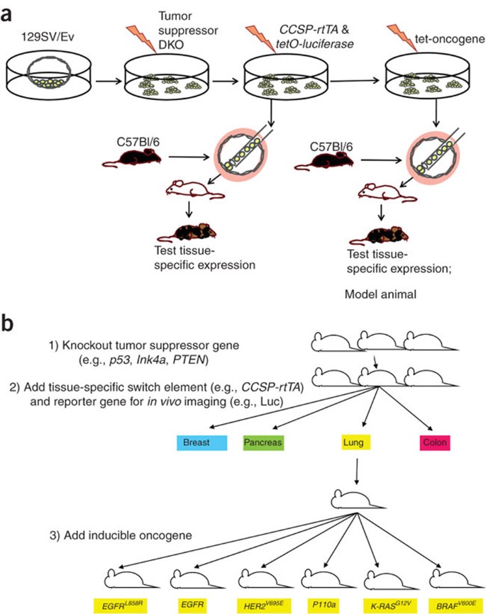 Chimeric Mouse Tumor Models Reveal Differences In Pathway Activation Between Erbb Family And Kras Dependent Lung Adenocarcinomas Nature Biotechnology