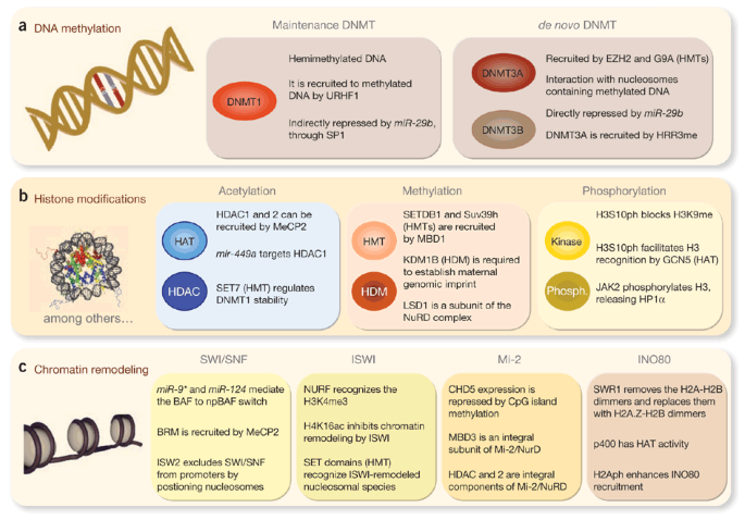 Epigenetic Modifications And Human Disease Nature Biotechnology