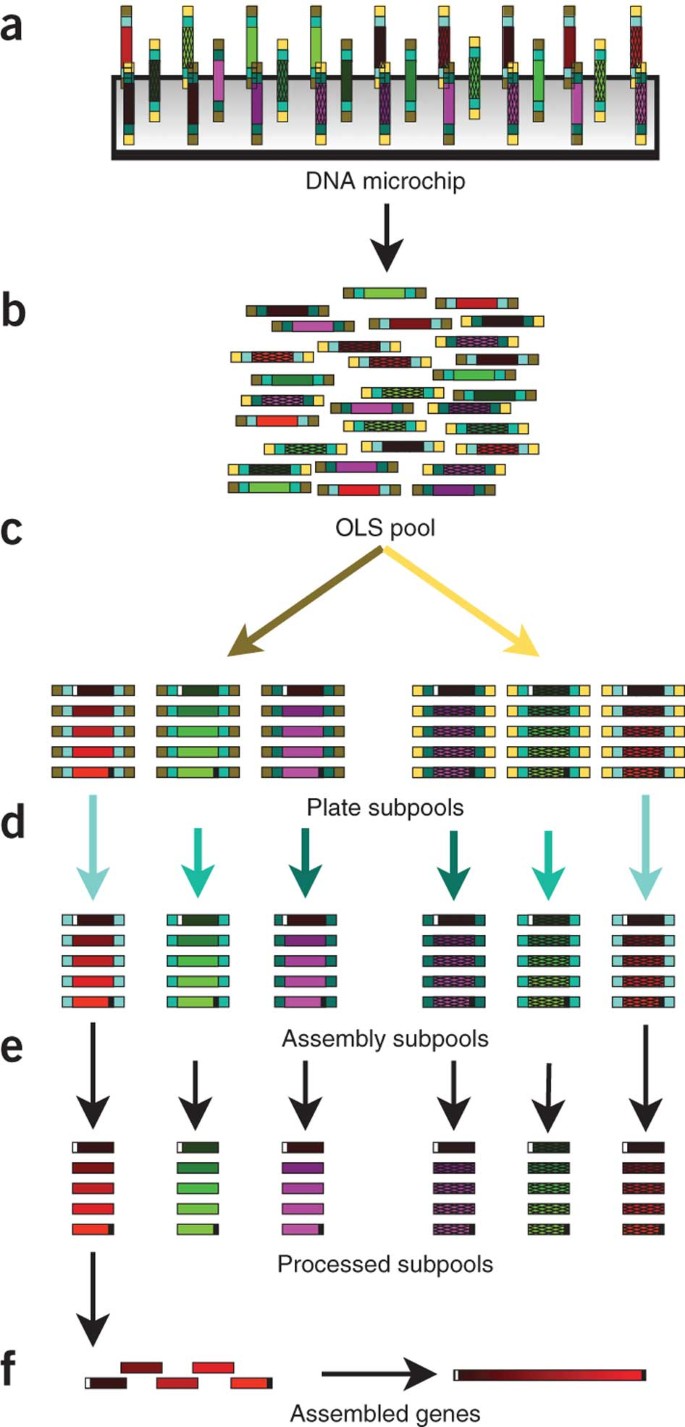 scalable gene synthesis by selective