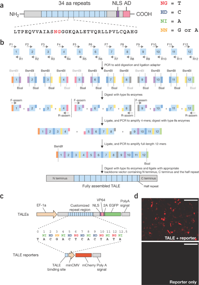 Efficient Construction Of Sequence Specific Tal Effectors For Modulating Mammalian Transcription Nature Biotechnology