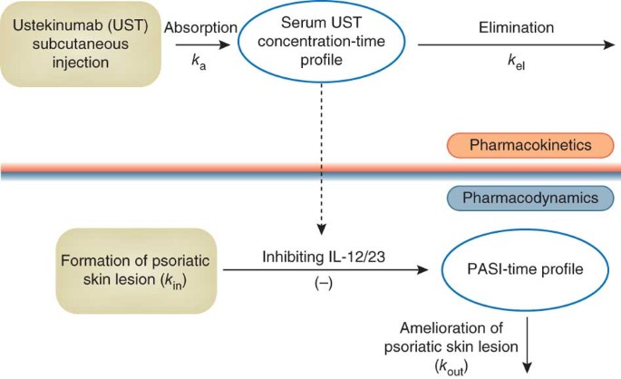 Therapeutic Targeting Of The Il 12 23 Pathways Generation And Characterization Of Ustekinumab Nature Biotechnology