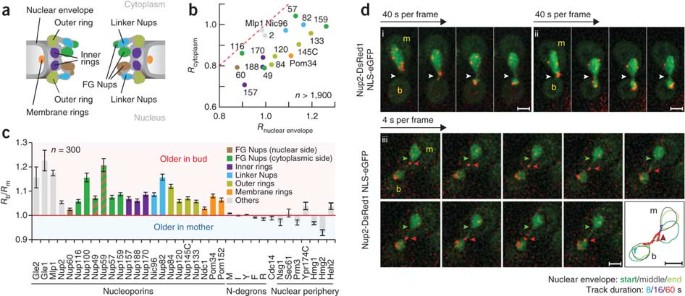 Tandem fluorescent protein timers for in vivo analysis of protein dynamics  | Nature Biotechnology