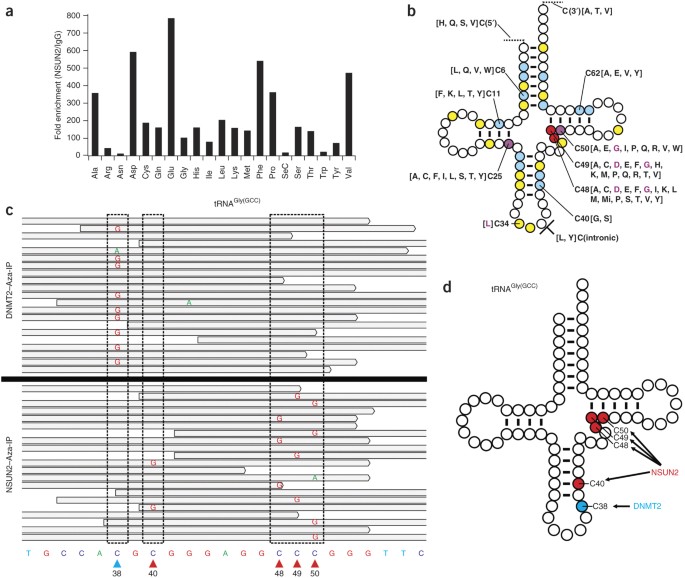 Identification Of Direct Targets And Modified Bases Of Rna Cytosine Methyltransferases Nature Biotechnology