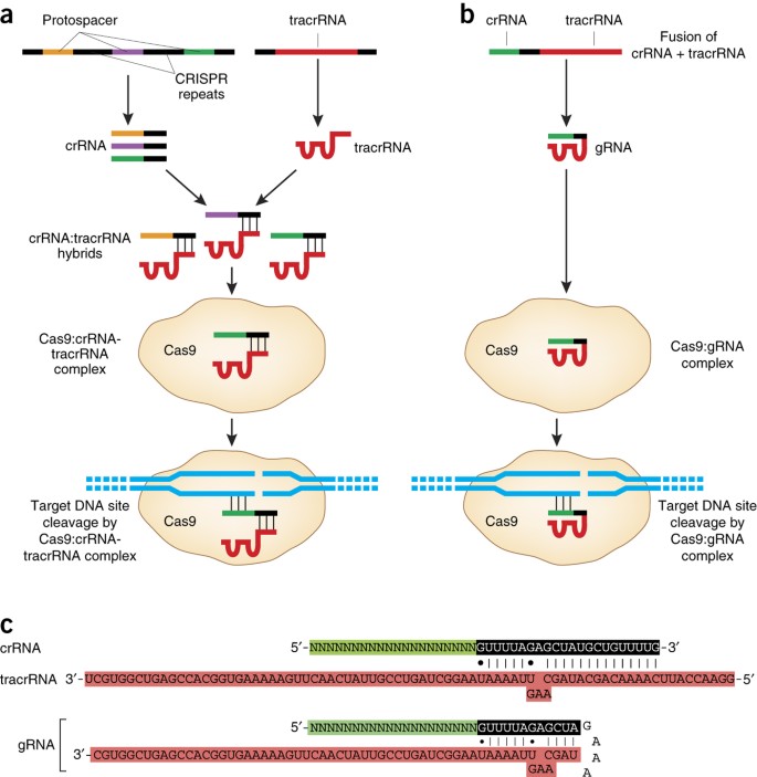 CRISPR-Cas systems for editing, regulating and targeting genomes | Nature  Biotechnology