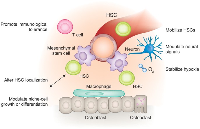 Modulating the stem cell niche for tissue regeneration | Nature  Biotechnology