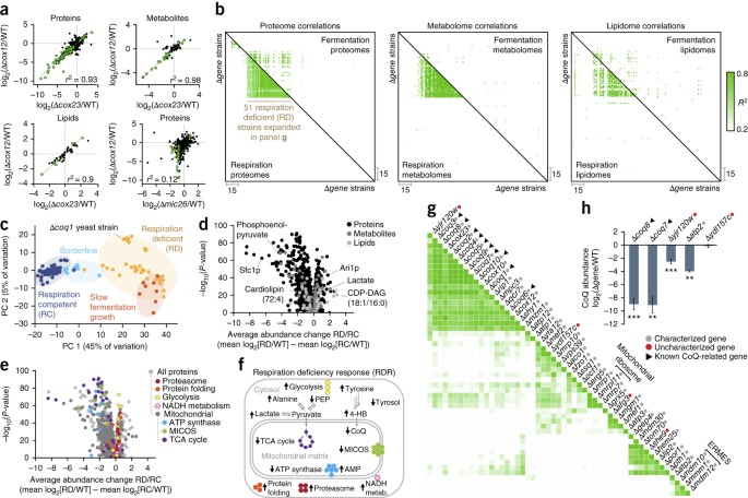 Mitochondrial protein functions elucidated by multi-omic mass spectrometry  profiling | Nature Biotechnology