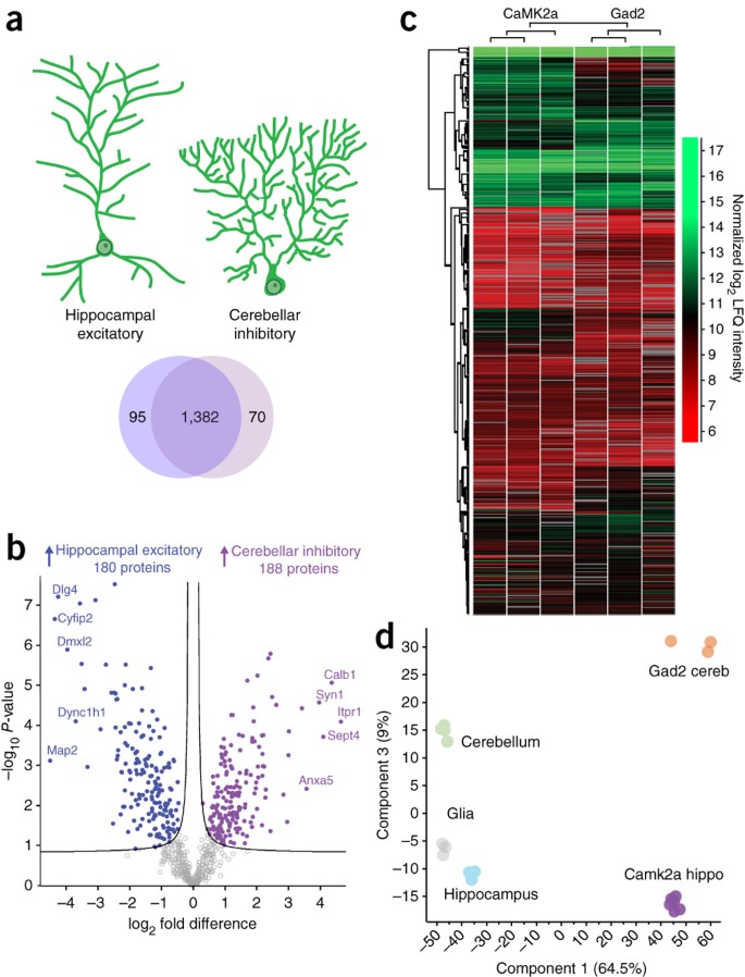 Comparative Hippocampal Proteome and Phosphoproteome in a Niemann