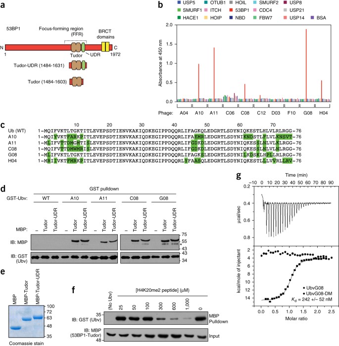 Inhibition Of 53bp1 Favors Homology Dependent Dna Repair And Increases Crispr Cas9 Genome Editing Efficiency Nature Biotechnology