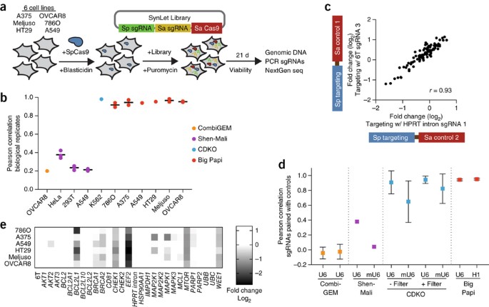 Orthologous Crispr Cas9 Enzymes For Combinatorial Genetic Screens Nature Biotechnology