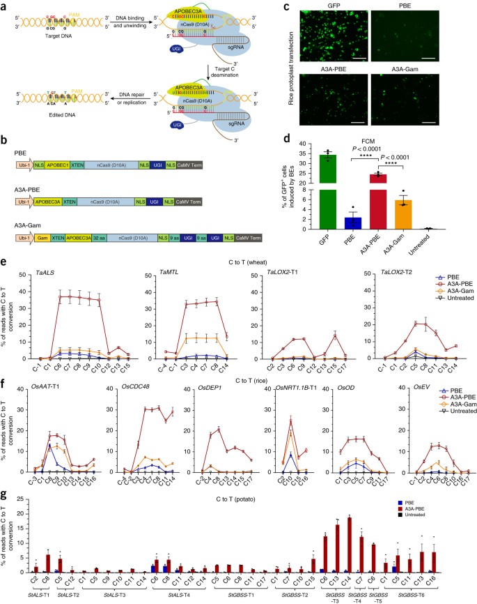 Efficient C To T Base Editing In Plants Using A Fusion Of Ncas9 And Human Apobec3a Nature Biotechnology