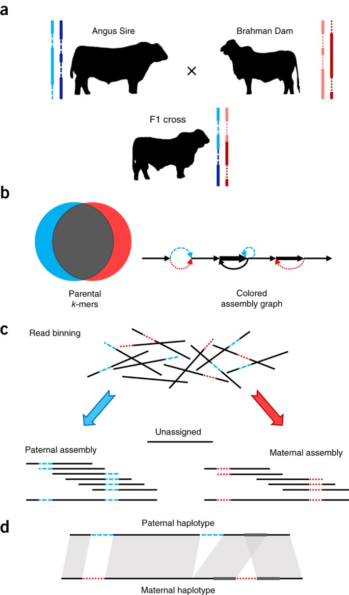 De novo assembly of haplotype-resolved genomes with trio binning | Nature  Biotechnology