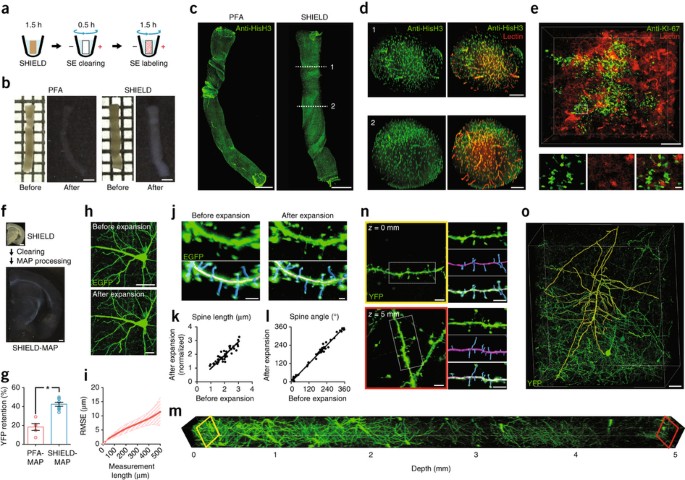 Protection Of Tissue Physicochemical Properties Using Polyfunctional Crosslinkers Nature Biotechnology