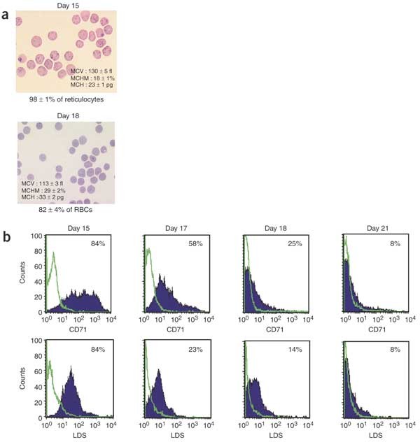 Ex Vivo Generation Of Fully Mature Human Red Blood Cells From Hematopoietic Stem Cells Nature Biotechnology