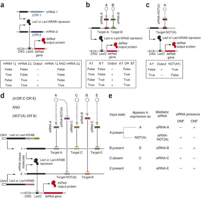 A Universal Rnai Based Logic Evaluator That Operates In Mammalian Cells Nature Biotechnology