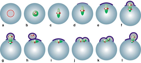 Polar body formation: new rules for asymmetric divisions | Nature Cell  Biology