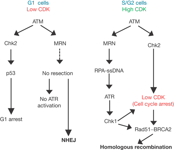 cell cycle dependent regulation of atr