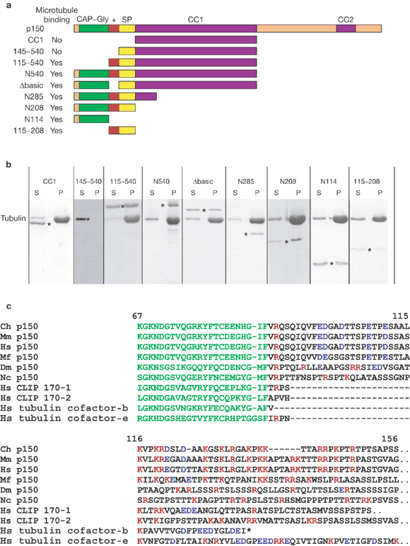 A Microtubule Binding Domain In Dynactin Increases Dynein Processivity By Skating Along Microtubules Nature Cell Biology