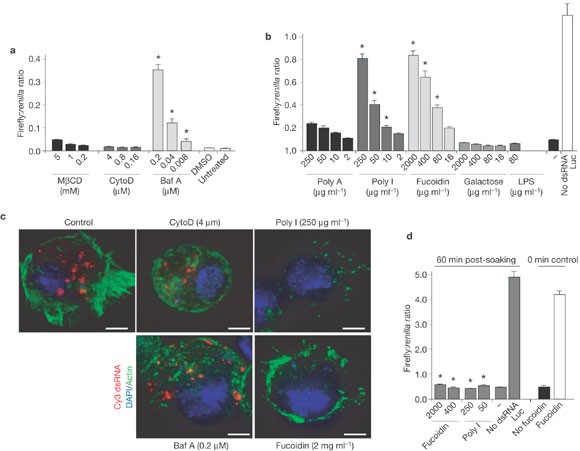 The Endocytic Pathway Mediates Cell Entry Of Dsrna To Induce Rnai Silencing Nature Cell Biology The Endocytic Pathway Mediates Cell Entry Of Dsrna To Induce Rnai Silencing Nature Cell Biology