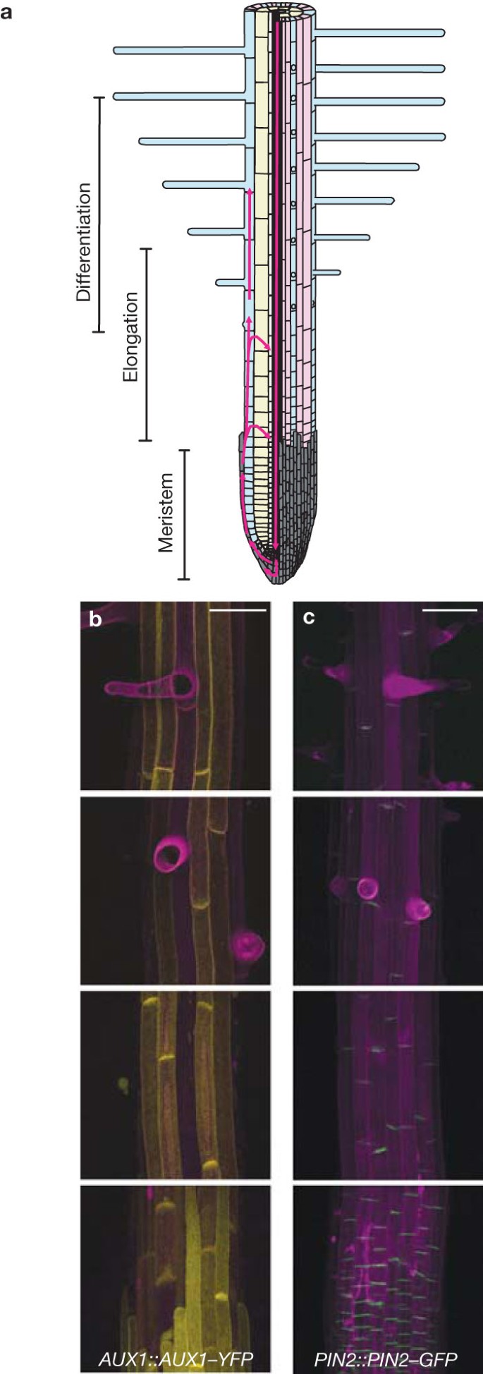 Auxin transport through non-hair cells sustains root-hair development | Nature Cell Biology Auxin transport through non-hair cells sustains root-hair development | Nature Cell Biology