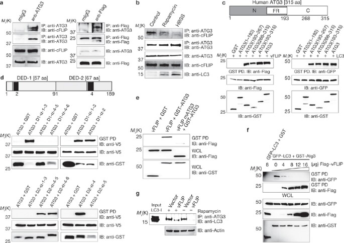Flip Mediated Autophagy Regulation In Cell Death Control Nature Cell Biology