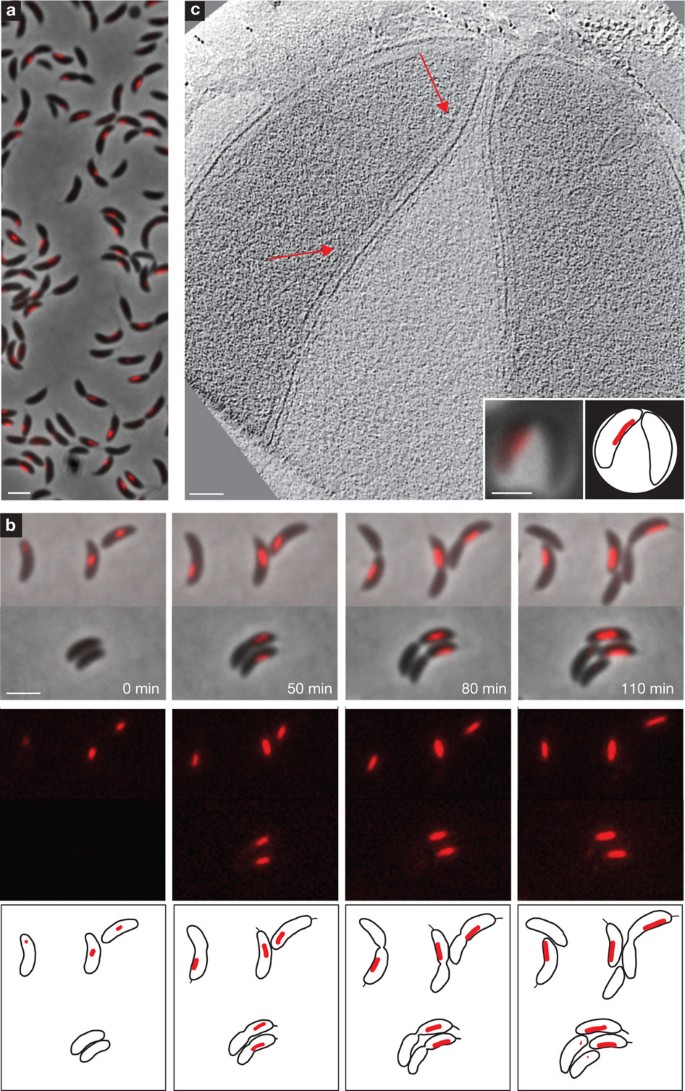 The metabolic enzyme CTP synthase forms cytoskeletal filaments | Nature Cell Biology the-metabolic-enzyme-ctp-synthase-forms-cytoskeletal-filaments-nature-cell-biology