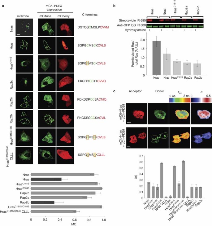 The GDI-like solubilizing factor PDEδ sustains the spatial organization and  signalling of Ras family proteins | Nature Cell Biology