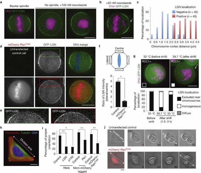 Chromosome And Spindle Pole Derived Signals Generate An Intrinsic Code For Spindle Position And Orientation Nature Cell Biology<script async src=