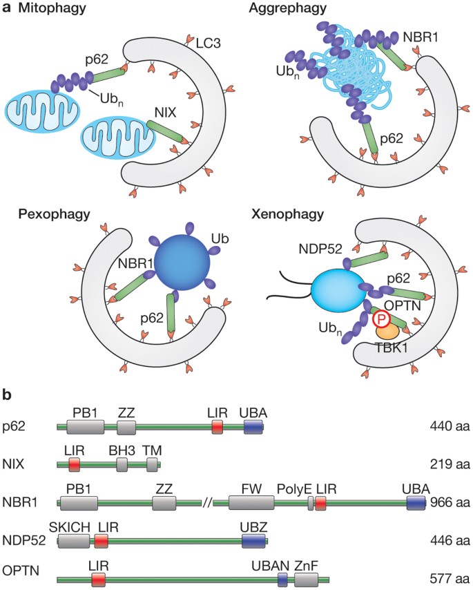 Cargo recognition and trafficking in selective autophagy | Nature Cell  Biology