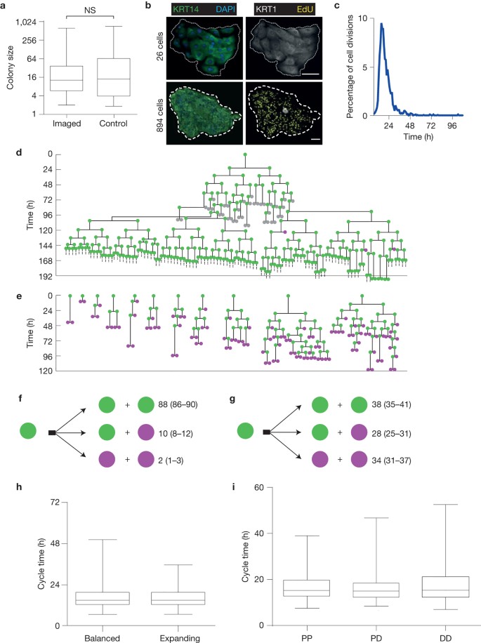 interconvertible definition