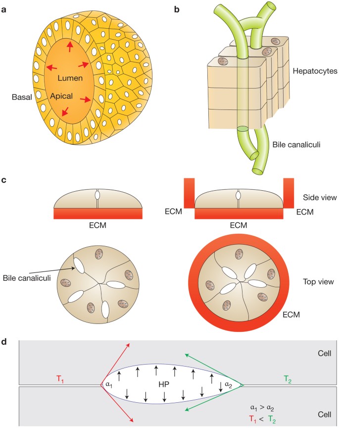 Biomechanical guidance helps elongate a lumen | Nature Cell Biology