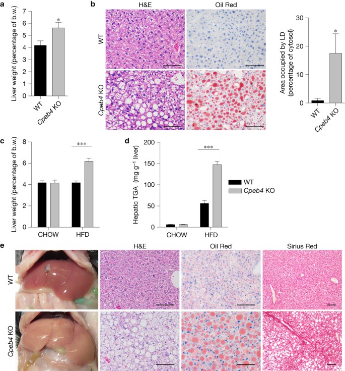 Circadian And Upr Dependent Control Of Cpeb4 Mediates A Translational Response To Counteract Hepatic Steatosis Under Er Stress Nature Cell Biology