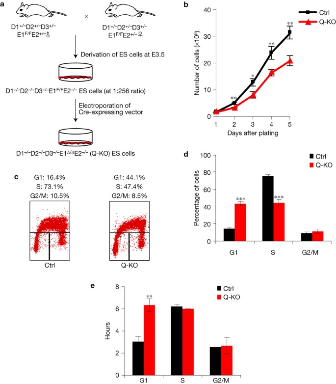 G1 Cyclins Link Proliferation Pluripotency And Differentiation Of Embryonic Stem Cells Nature Cell Biology