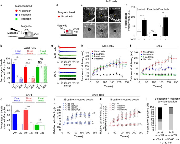 A mechanically active heterotypic E-cadherin/N-cadherin adhesion enables fibroblasts to drive cancer invasion | Nature Biology