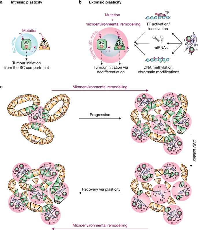 Cell Plasticity In Epithelial Homeostasis And Tumorigenesis Nature Cell Biology