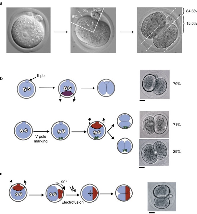 Site of the previous meiotic division defines cleavage orientation in the mouse embryo | Nature Cell Biology Site of the previous meiotic division defines cleavage orientation in the mouse embryo | Nature Cell Biology