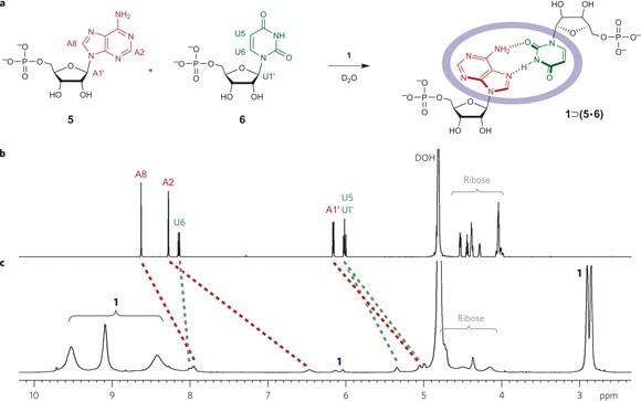 Minimal Nucleotide Duplex Formation In Water Through Enclathration In Self Assembled Hosts Nature Chemistry Minimal Nucleotide Duplex Formation In Water Through Enclathration In Self Assembled Hosts Nature Chemistry