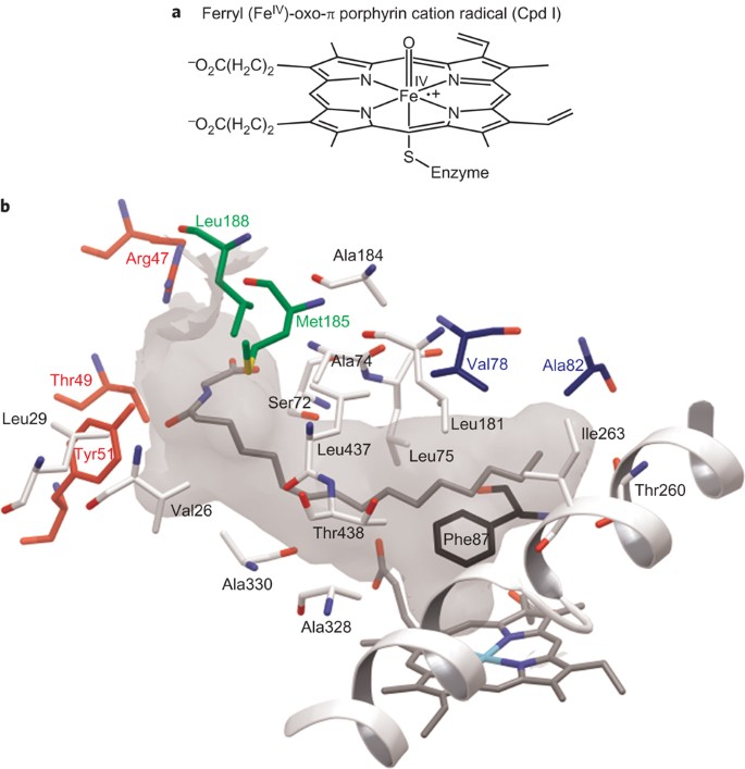 Regio And Stereoselectivity Of P450 Catalysed Hydroxylation Of Steroids Controlled By Laboratory Evolution Nature Chemistry Regio And Stereoselectivity Of P450 Catalysed Hydroxylation Of Steroids Controlled By Laboratory Evolution Nature Chemistry