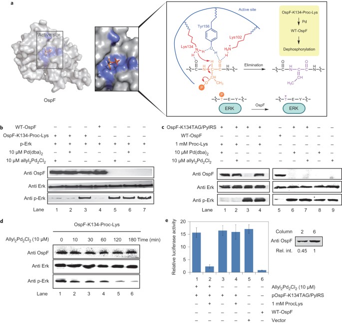 Palladium-triggered deprotection chemistry for protein activation in living  cells | Nature Chemistry