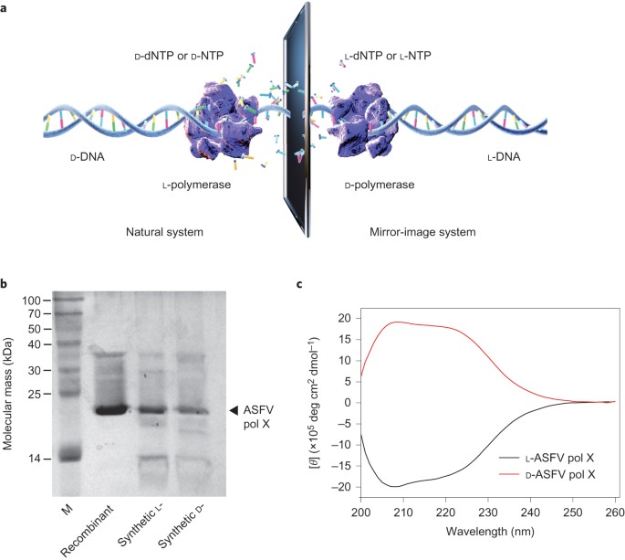 A Synthetic Molecular System Capable Of Mirror Image Genetic Replication And Transcription Nature Chemistry