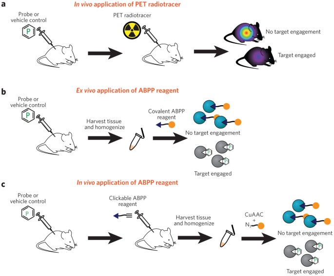 Determining target engagement in living systems | Nature Chemical Biology