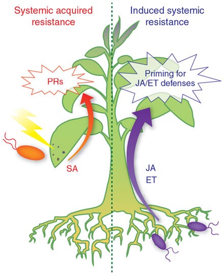 fly Demon Play Ja Networking by small-molecule hormones in plant immunity | Nature Chemical  Biology