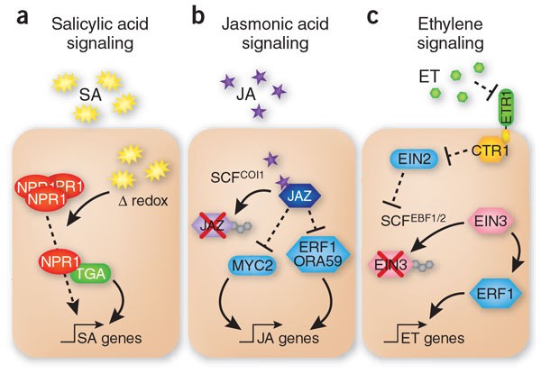 fly Demon Play Ja Networking by small-molecule hormones in plant immunity | Nature Chemical  Biology