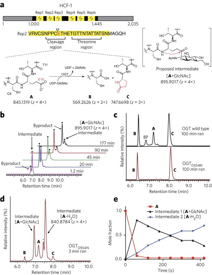 How The Glycosyltransferase Ogt Catalyzes Amide Bond Cleavage Nature Chemical Biology