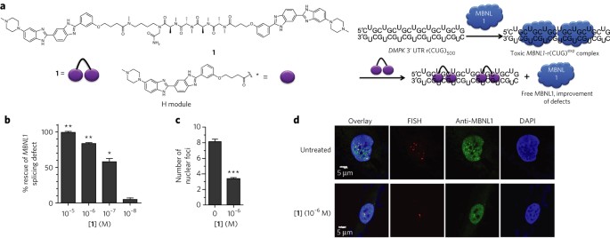 Precise Small Molecule Recognition Of A Toxic Cug Rna Repeat Expansion Nature Chemical Biology